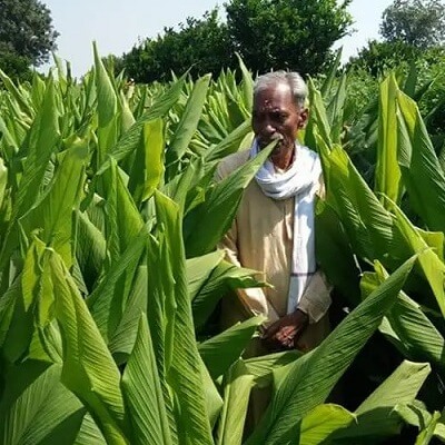 Zero-Budget-Natural-Farming-Subhash-Palekar