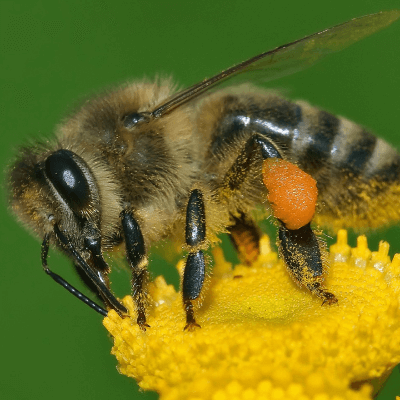 bee