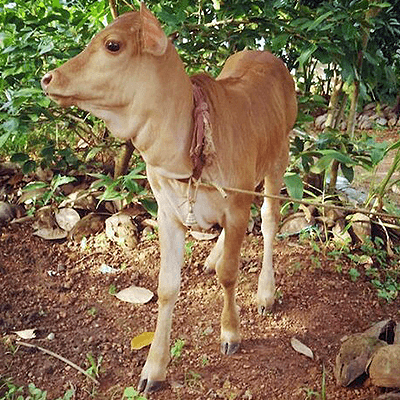 cow