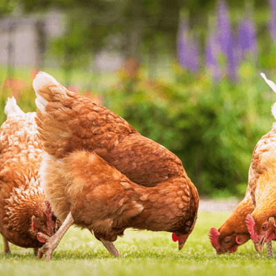 hens
